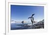 Gentoo Penguin on Cuverville Island, Antarctica-Paul Souders-Framed Photographic Print