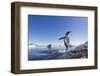 Gentoo Penguin on Cuverville Island, Antarctica-Paul Souders-Framed Photographic Print