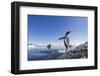 Gentoo Penguin on Cuverville Island, Antarctica-Paul Souders-Framed Photographic Print