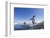 Gentoo Penguin on Cuverville Island, Antarctica-Paul Souders-Framed Photographic Print