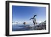 Gentoo Penguin on Cuverville Island, Antarctica-Paul Souders-Framed Photographic Print