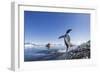 Gentoo Penguin on Cuverville Island, Antarctica-Paul Souders-Framed Photographic Print