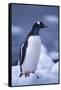 Gentoo Penguin on Ice-DLILLC-Framed Stretched Canvas