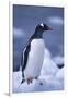 Gentoo Penguin on Ice-DLILLC-Framed Photographic Print