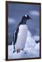 Gentoo Penguin on Ice-DLILLC-Framed Photographic Print