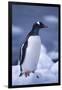 Gentoo Penguin on Ice-DLILLC-Framed Photographic Print