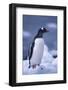 Gentoo Penguin on Ice-DLILLC-Framed Photographic Print