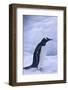 Gentoo Penguin on Ice-DLILLC-Framed Photographic Print