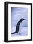 Gentoo Penguin on Ice-DLILLC-Framed Photographic Print