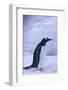Gentoo Penguin on Ice-DLILLC-Framed Photographic Print