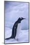 Gentoo Penguin on Ice-DLILLC-Mounted Photographic Print
