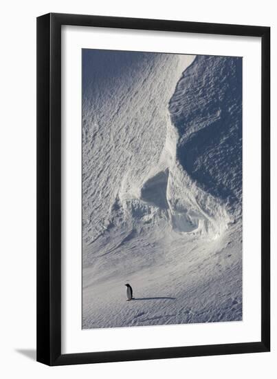 Gentoo Penguin on Melchior Island, Antarctica-Paul Souders-Framed Photographic Print