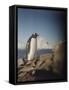 Gentoo Penguin on Petermann Island, Antarctica-Paul Souders-Framed Stretched Canvas