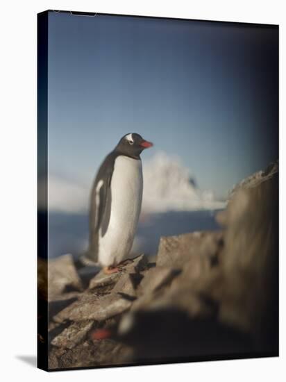 Gentoo Penguin on Petermann Island, Antarctica-Paul Souders-Stretched Canvas