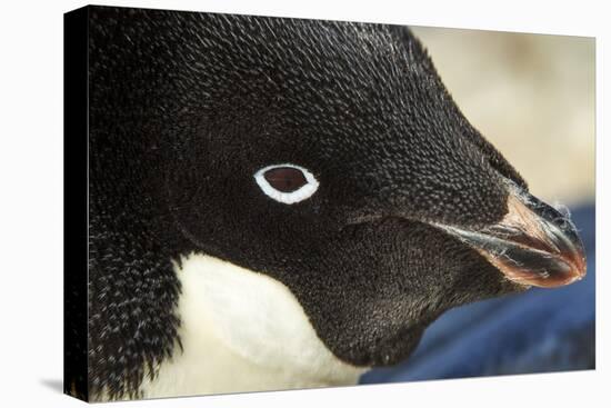 Gentoo Penguin on Petermann Island, Antarctica-Paul Souders-Stretched Canvas