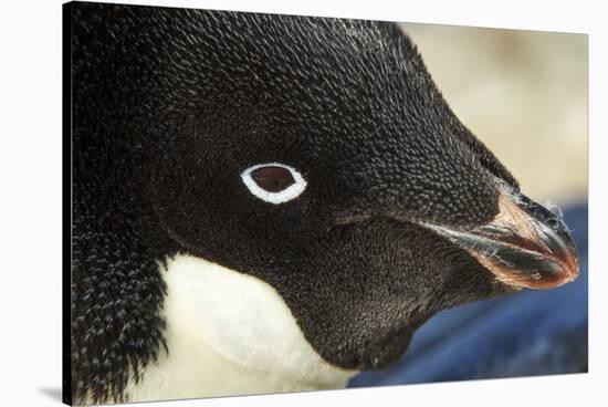 Gentoo Penguin on Petermann Island, Antarctica-Paul Souders-Stretched Canvas