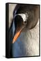 Gentoo Penguin on Petermann Island, Antarctica-Paul Souders-Framed Stretched Canvas