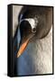 Gentoo Penguin on Petermann Island, Antarctica-Paul Souders-Framed Stretched Canvas