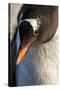 Gentoo Penguin on Petermann Island, Antarctica-Paul Souders-Stretched Canvas