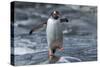 Gentoo Penguin on Petermann Island, Antarctica-Paul Souders-Stretched Canvas