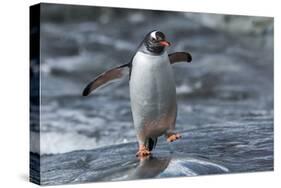 Gentoo Penguin on Petermann Island, Antarctica-Paul Souders-Stretched Canvas