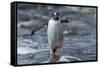 Gentoo Penguin on Petermann Island, Antarctica-Paul Souders-Framed Stretched Canvas