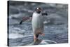 Gentoo Penguin on Petermann Island, Antarctica-Paul Souders-Stretched Canvas