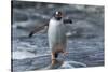 Gentoo Penguin on Petermann Island, Antarctica-Paul Souders-Stretched Canvas