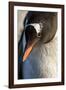 Gentoo Penguin on Petermann Island, Antarctica-Paul Souders-Framed Photographic Print