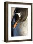 Gentoo Penguin on Petermann Island, Antarctica-Paul Souders-Framed Photographic Print