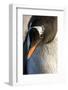 Gentoo Penguin on Petermann Island, Antarctica-Paul Souders-Framed Photographic Print