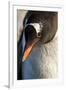 Gentoo Penguin on Petermann Island, Antarctica-Paul Souders-Framed Photographic Print