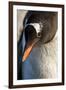 Gentoo Penguin on Petermann Island, Antarctica-Paul Souders-Framed Photographic Print