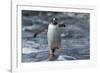 Gentoo Penguin on Petermann Island, Antarctica-Paul Souders-Framed Photographic Print