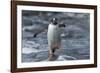 Gentoo Penguin on Petermann Island, Antarctica-Paul Souders-Framed Photographic Print