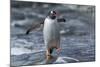 Gentoo Penguin on Petermann Island, Antarctica-Paul Souders-Mounted Photographic Print