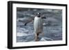 Gentoo Penguin on Petermann Island, Antarctica-Paul Souders-Framed Photographic Print
