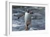 Gentoo Penguin on Petermann Island, Antarctica-Paul Souders-Framed Photographic Print