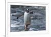 Gentoo Penguin on Petermann Island, Antarctica-Paul Souders-Framed Photographic Print