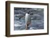 Gentoo Penguin on Petermann Island, Antarctica-Paul Souders-Framed Photographic Print