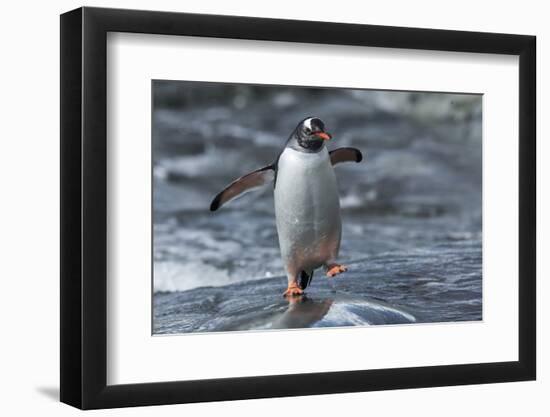 Gentoo Penguin on Petermann Island, Antarctica-Paul Souders-Framed Photographic Print