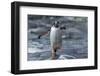 Gentoo Penguin on Petermann Island, Antarctica-Paul Souders-Framed Photographic Print