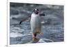 Gentoo Penguin on Petermann Island, Antarctica-Paul Souders-Framed Photographic Print