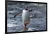 Gentoo Penguin on Petermann Island, Antarctica-Paul Souders-Framed Photographic Print