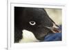 Gentoo Penguin on Petermann Island, Antarctica-Paul Souders-Framed Photographic Print