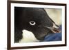 Gentoo Penguin on Petermann Island, Antarctica-Paul Souders-Framed Photographic Print