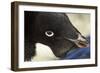 Gentoo Penguin on Petermann Island, Antarctica-Paul Souders-Framed Photographic Print