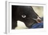 Gentoo Penguin on Petermann Island, Antarctica-Paul Souders-Framed Photographic Print