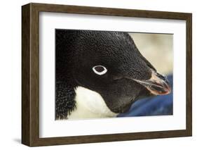 Gentoo Penguin on Petermann Island, Antarctica-Paul Souders-Framed Photographic Print