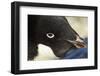 Gentoo Penguin on Petermann Island, Antarctica-Paul Souders-Framed Photographic Print